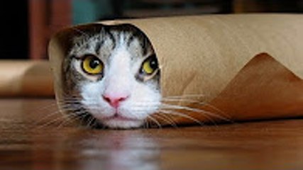 Explain The Strange Behavior of Cats :))