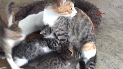 Samsun 72 Yaşındaki Terzi, 25 Sokak Kedisine Bakıyor