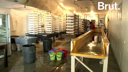 La technologie pour résoudre les problèmes de déchets et de gaspillage alimentaire n’est pas ce que l’on croit