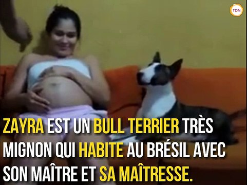 La réaction de ce bull terrier avec sa maîtresse enceinte va vous faire fondre...