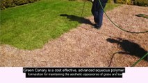 Green Grass Spray -Painting Lawn-green-canary.com