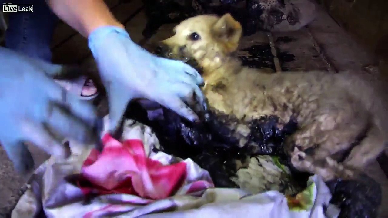 Le sauvetage in extremis de trois chiots piégés dans du goudron
