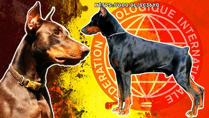 EL DOBERMAN  Y SUS DIFERENTES TIPOS O VARIANTES - MOLOSOS PODEROSOS Y PELIGROSOS