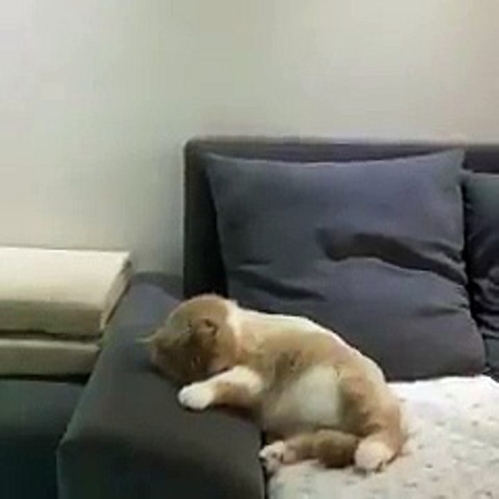 Belle vidéo du jour !!! Un chaton rêve qu'il chute à vélo