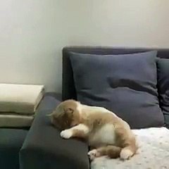 Belle vidéo du jour !!! Un chaton rêve qu'il chute à vélo