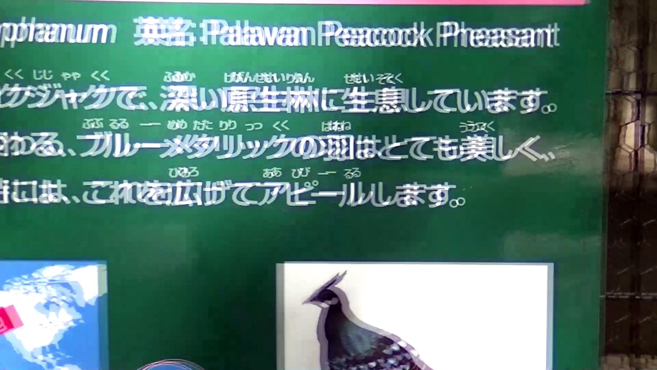 Yumemigasaki Zoo Part 3 (Kawasaki City)