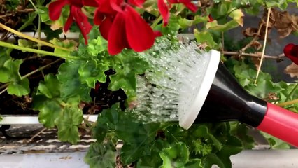 Plant Watering - Sibtein Alibhai