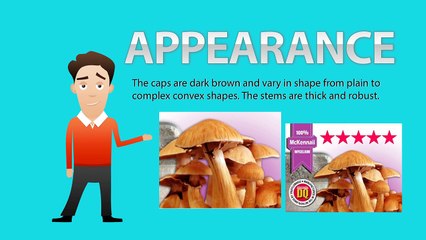 100% MYCELIUM Magic Mushroom Growkit McKennaii