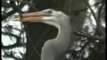 SF Nature:Great Blue Herons in Golden Gate Park