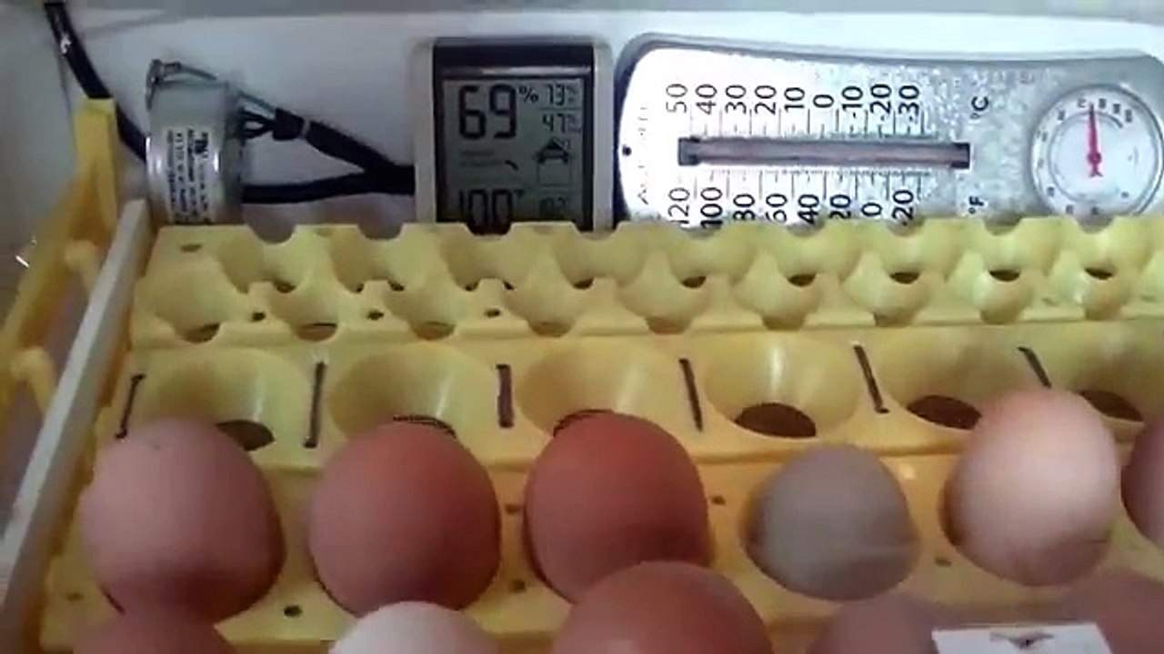 Cómo saber si un huevo tiene pollo