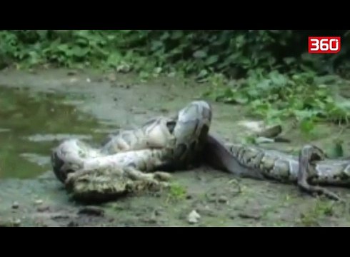 Pamje të frikshme, aligatori ndeshet me pitonin por vetëm njëri mbijeton (360video)