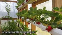 Off Grid Living: Growing Strawberries - Gutters!