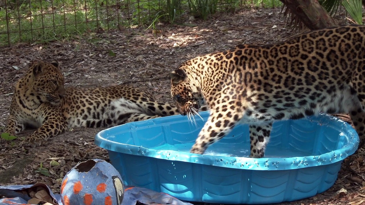 Silly Leopard Sisters