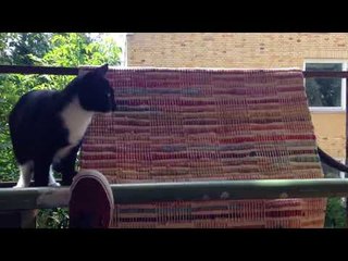 Devious Cat Pushes Tomcat Off Balcony