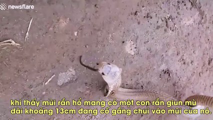 Kinh dị rắn hổ mang bị con rắn khác làm tổ trong mũi