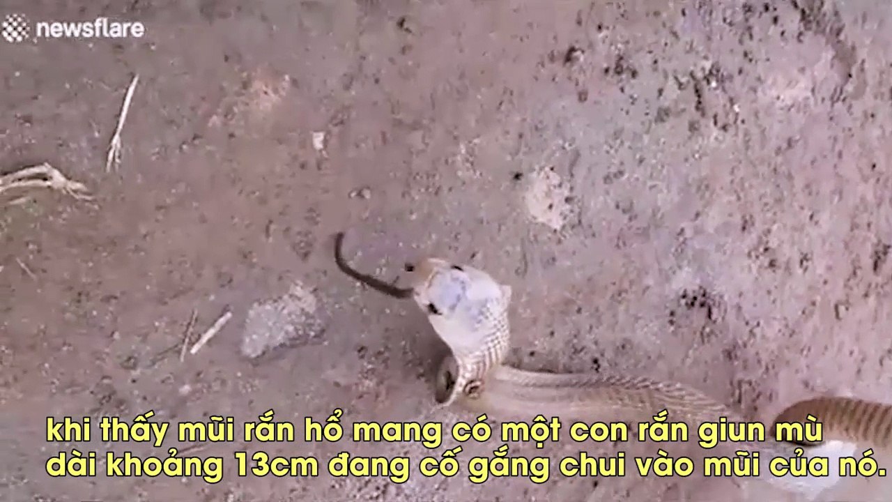 Kinh dị rắn hổ mang bị con rắn khác làm tổ trong mũi