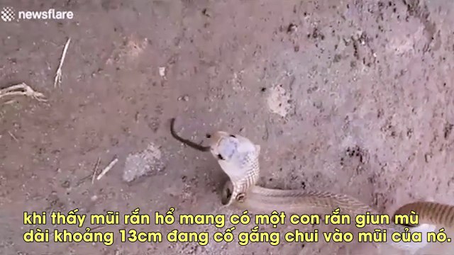 Kinh dị rắn hổ mang bị con rắn khác làm tổ trong mũi