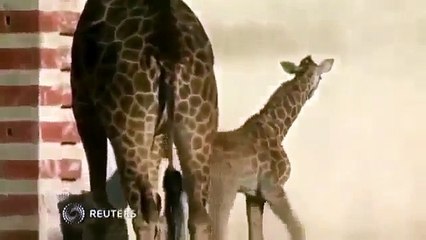 A Really Tall Baby Funny Animal Videos-xBmqcejFWCQ