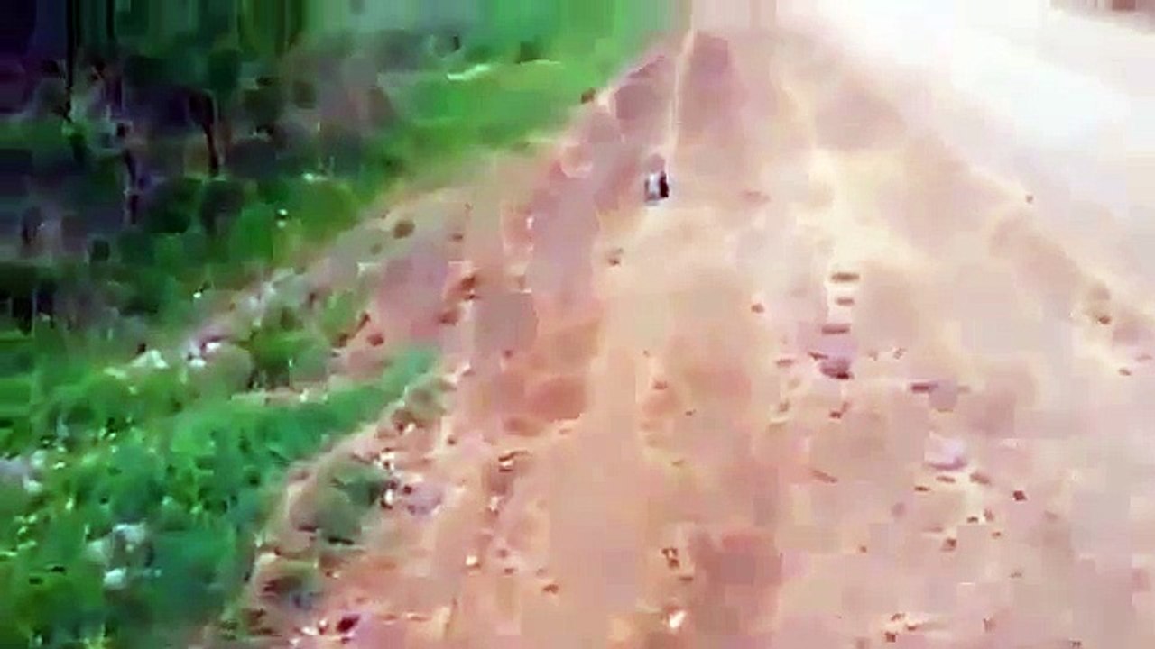 Baby Fox Rescued from Jar Funny Animals Funny Animal Videos-QCpJ-TDoVyg