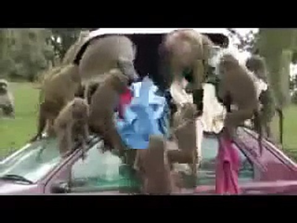 monkey funny video clips 2013 Monkeys lawlessness ,funny-7MastOxgRD4