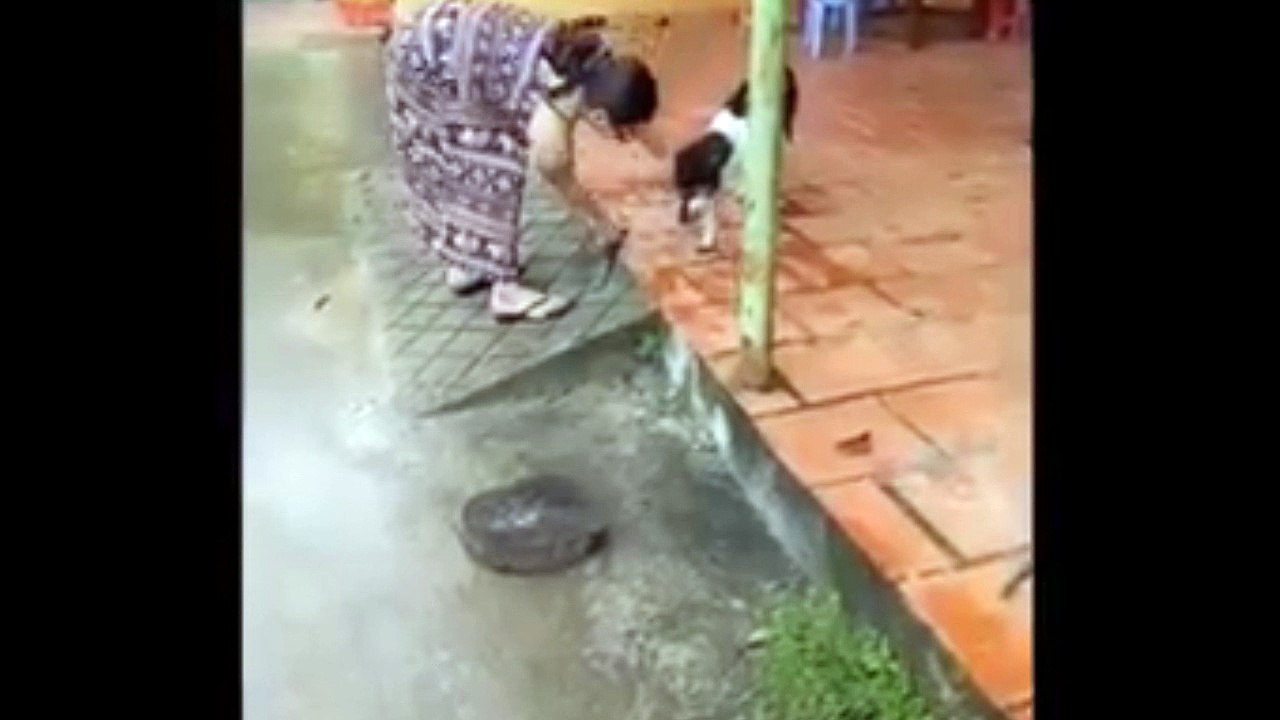 Please do not treat animals like this, Please stop everyone from acting cruelty