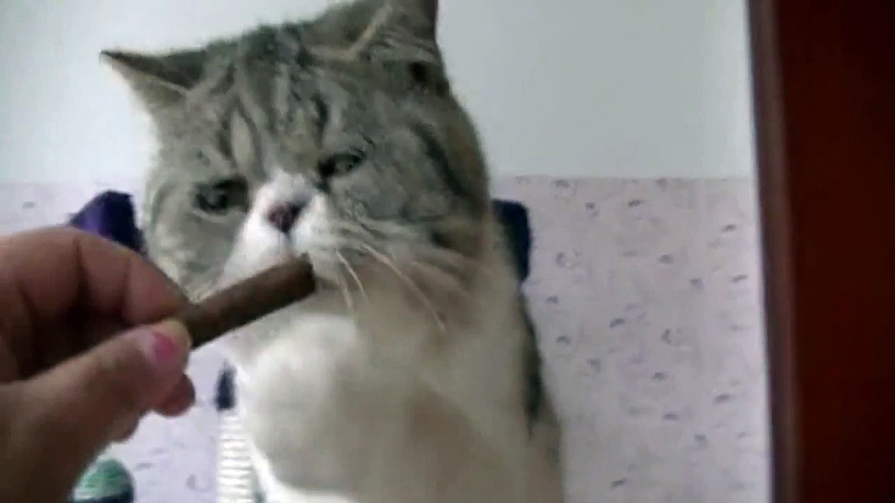 Cat asks chocolate