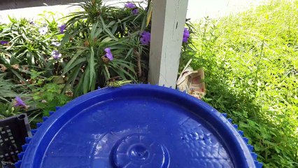 Wasp Tries to Carry Large Grasshopper