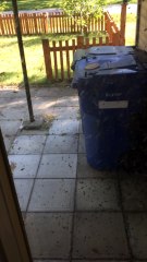 Bees Swarm To Get At Honey