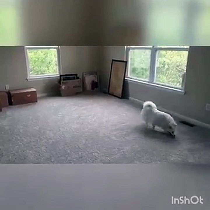 Nouvel maison, un chien découvre les escaliers