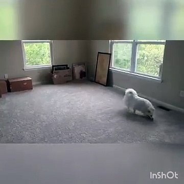 Nouvel maison, un chien découvre les escaliers