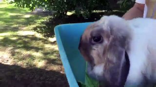 REAL VET VISIT ✚ Check-up and Vaccination ✚ Pet Rabbit Care