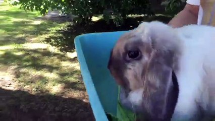 REAL VET VISIT ✚ Check-up and Vaccination ✚ Pet Rabbit Care