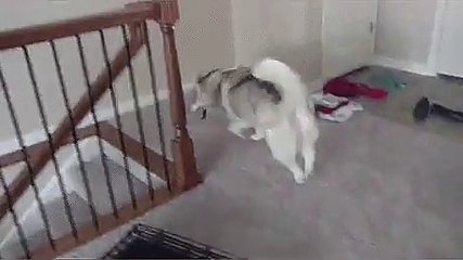 Nouvelle maison, un chien découvre les escaliers