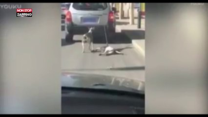 Un homme attache ses chiens à sa voiture, la vidéo qui fait scandale