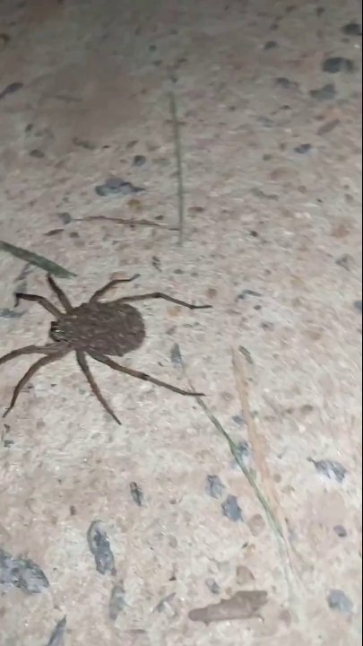 Une araignée porte quelque chose sur le dos... Ses centaines de bébés!