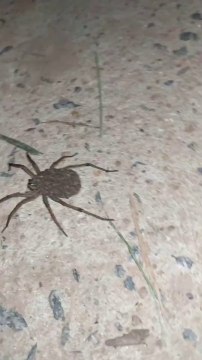 Une araignée porte quelque chose sur le dos... Ses centaines de bébés!