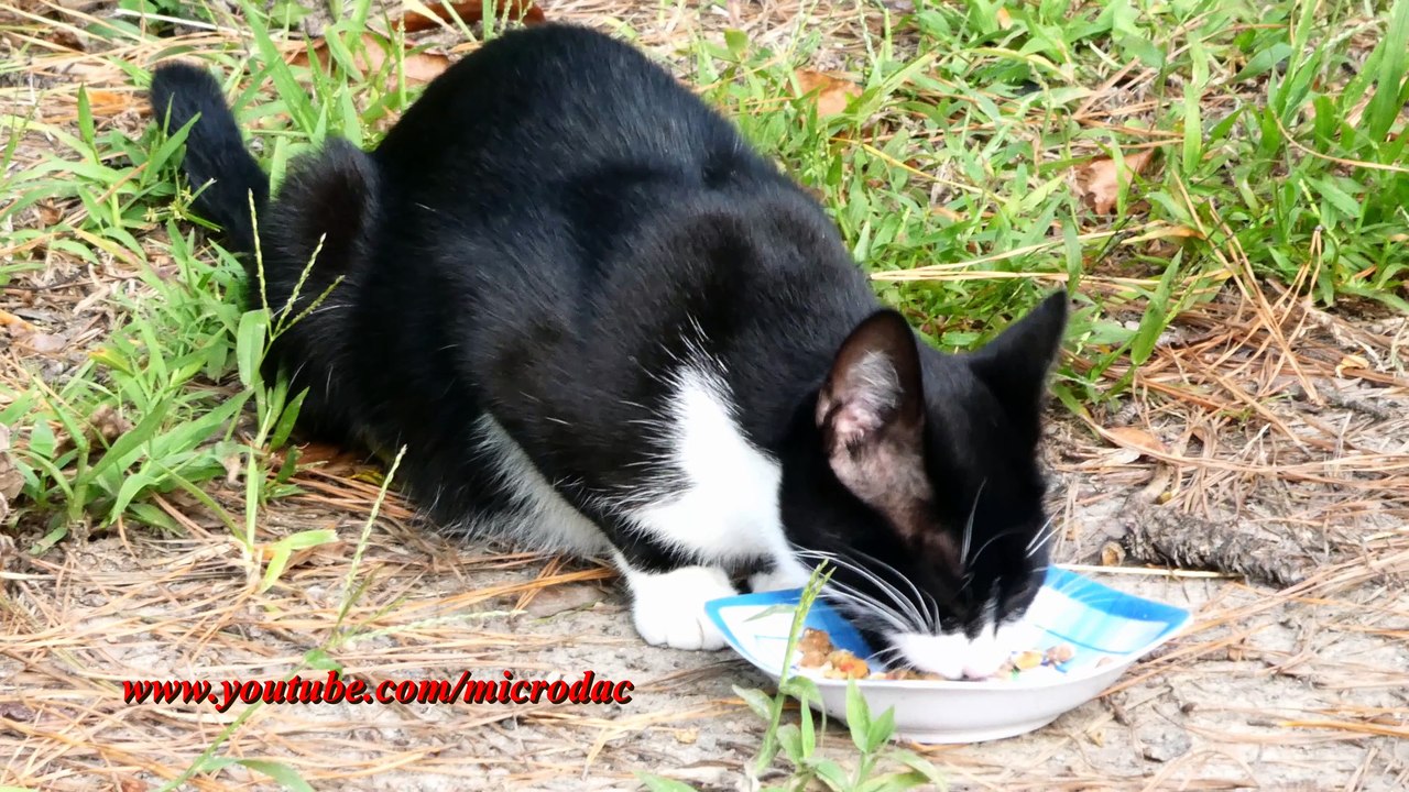 Tuxy The Cat