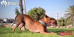Best Trained and Disciplined Pitbull Dogs!!!