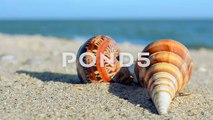 Shells On The Beach.