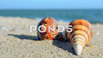 Shells On The Beach.