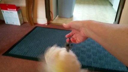 Cockatoo Thinks He's a Dog