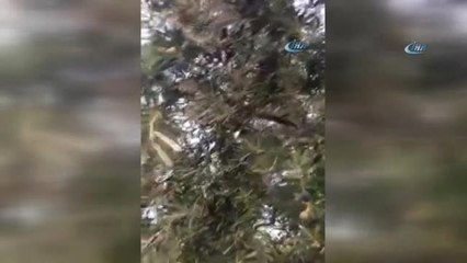 Dolu Yağışı Zeytin ve Üzümü Vurdu