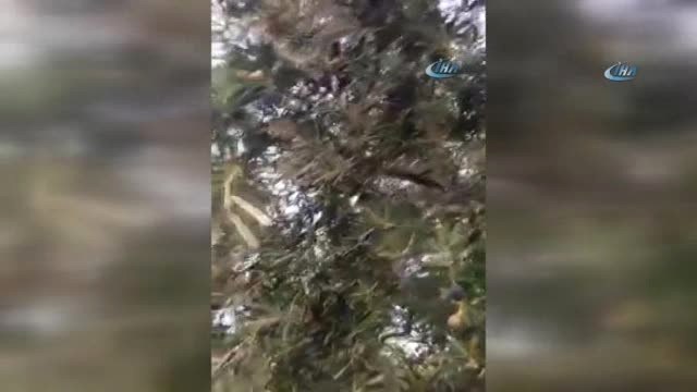 Dolu Yağışı Zeytin ve Üzümü Vurdu