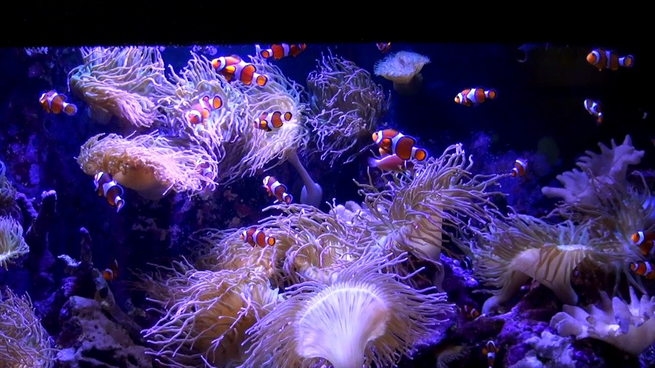- Mystic(al) Aquarium -