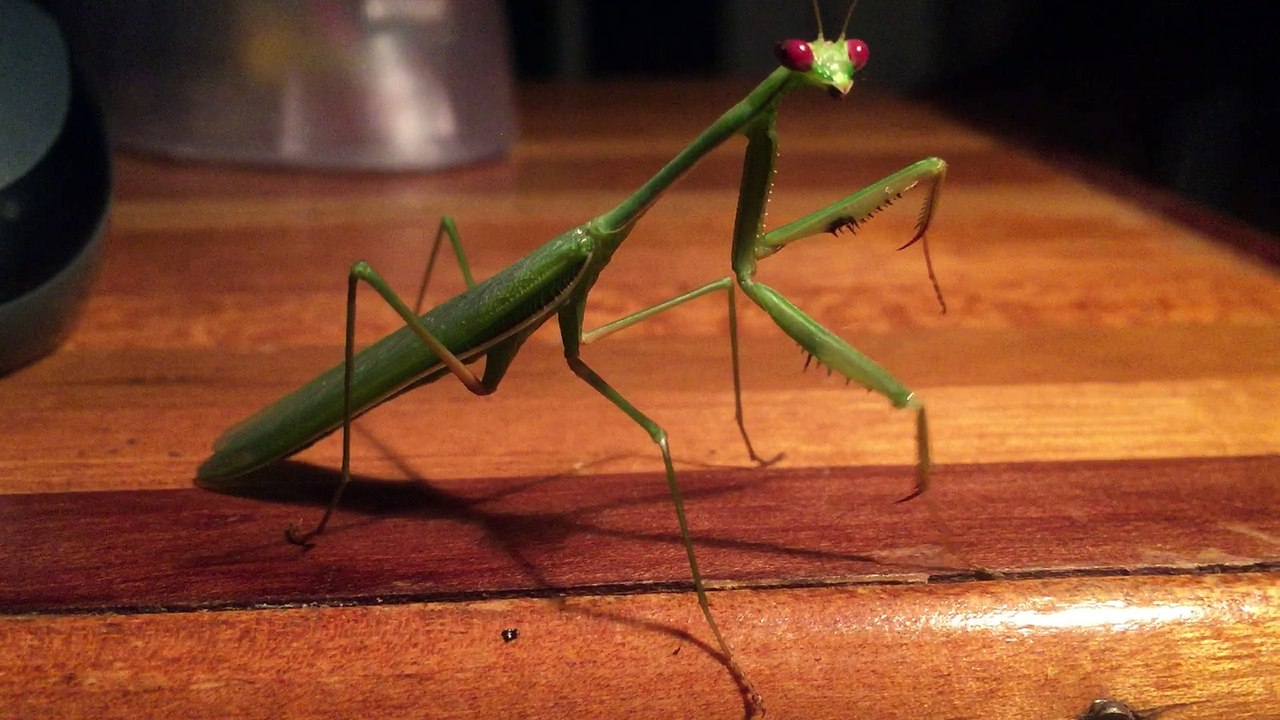 stick insect 03
