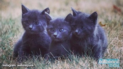 Oregon Vet Brilliantly Dresses Foster Kittens Like Taylor Swift  | Billboard News