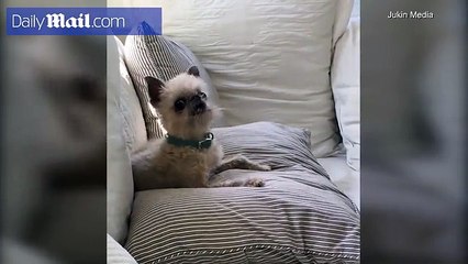 Dog sounds like a chicken when he barks