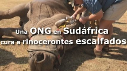 Una ONG en Sudáfrica cura a rinocerontes escalfados