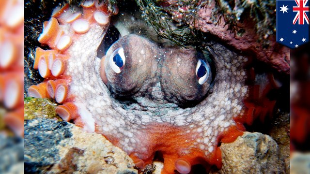 Scientists discover octopus town near Australian coast