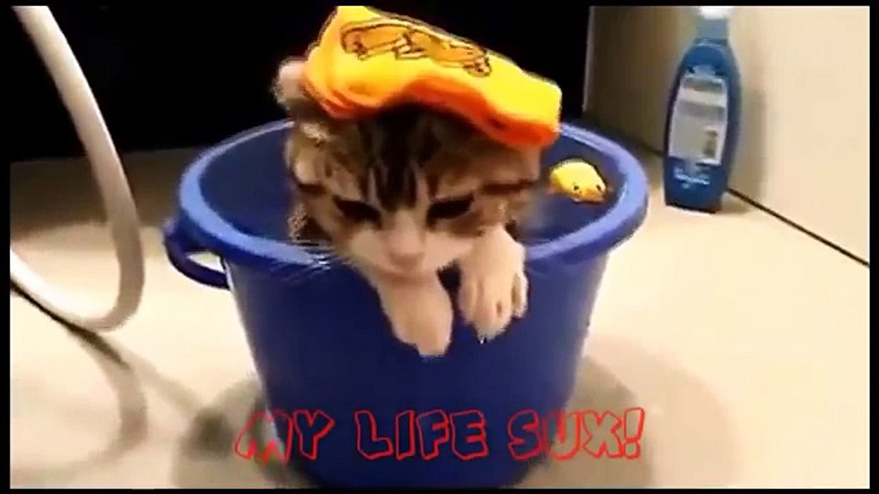 Funny Cats Compilation [Most See] Funny Cat Videos Ever Part 1